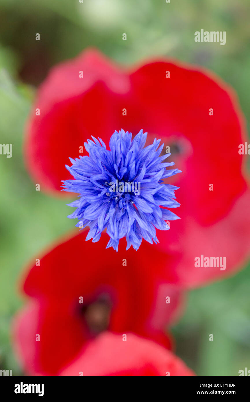 Centaurea cyanus. Fiordaliso contro un papavero rosso sfondo Foto Stock