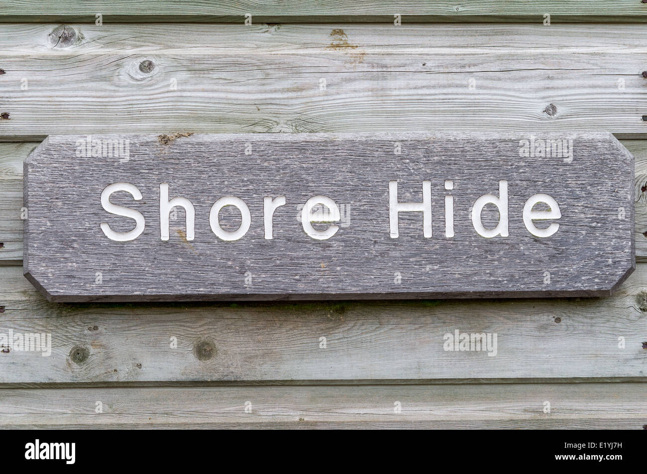 Shore nascondi. Un uccello spotting nascondere sulla costa di Norfolk. Foto Stock