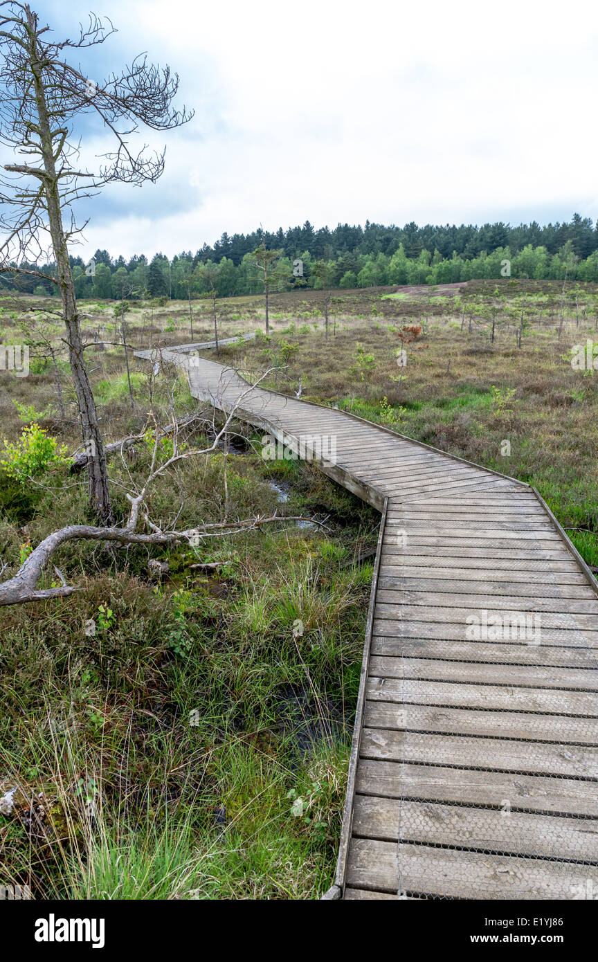 Passerella in legno attraverso la palude terreni contenenti piante rare la vita. Foto Stock