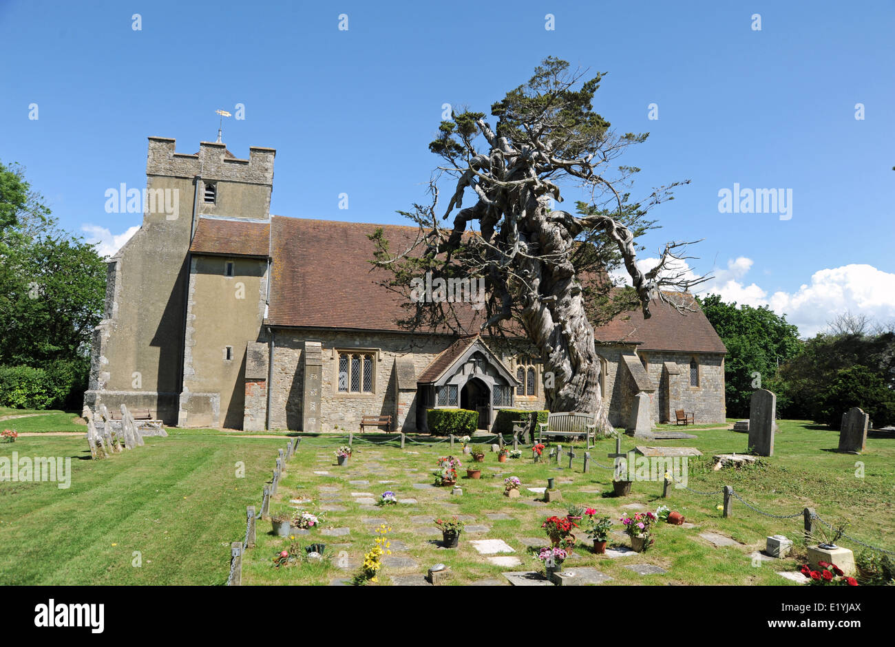 Chiesa Birdham nelle vicinanze del Chichester West Sussex con un twisted cipresso una conifera credevano di essere al di sopra di 350 anni Foto Stock