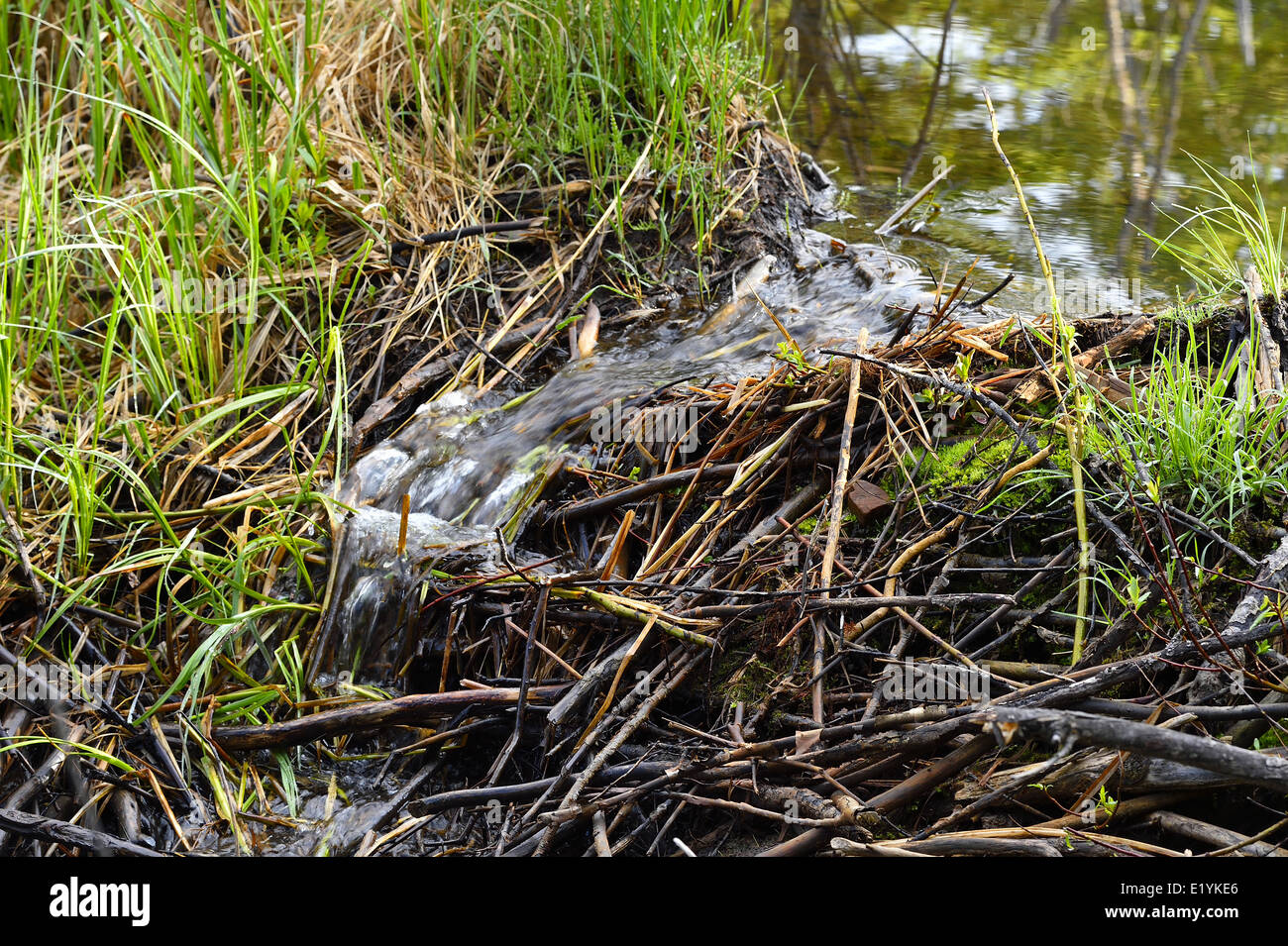 Una chiusura di un modo di disareazione in Beaver Dam lasciando che l'acqua extra run off. Foto Stock