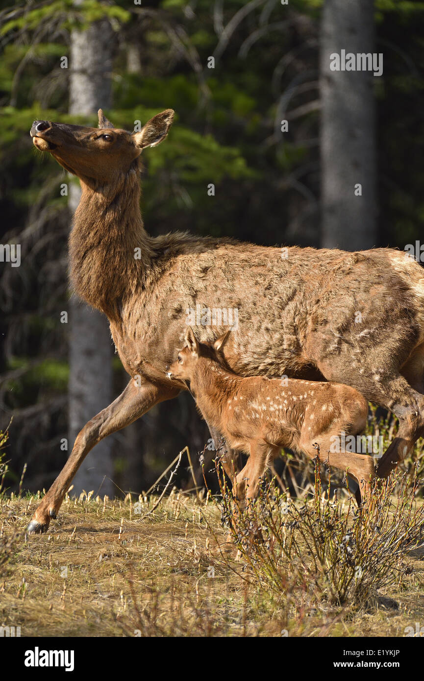 Una madre elk con un nuovo bambino muovendo rapidamente verso la sicurezza della fitta foresta Foto Stock