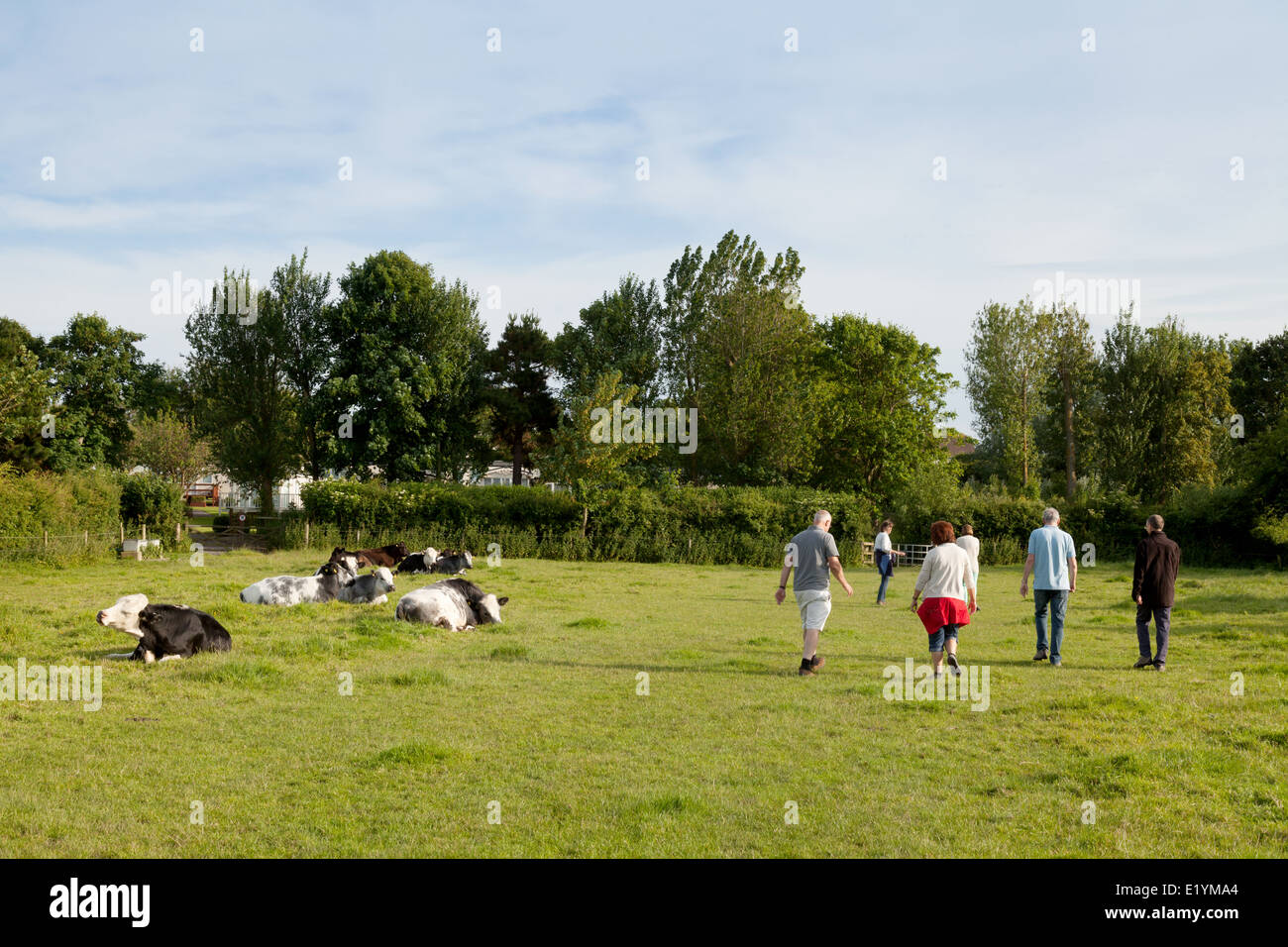 Gli scuotipaglia e vacche; gente camminare attraverso un campo di vacche, Burton Bradstock village, Dorset England Regno Unito Foto Stock