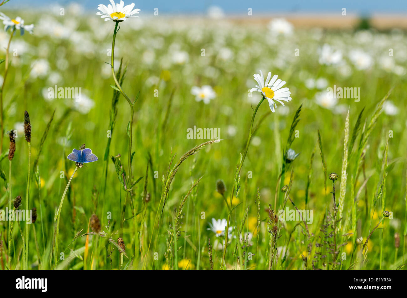 Comune di farfalle blu in un campo di margherite e altri fiori selvatici. Foto Stock