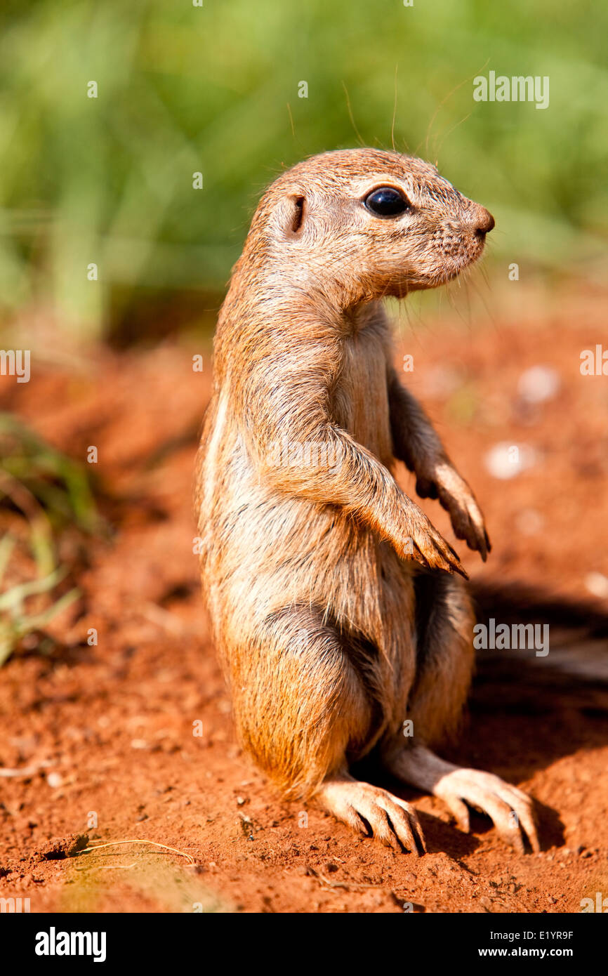 Massa del capo scoiattolo (Xerus inauris) Foto Stock