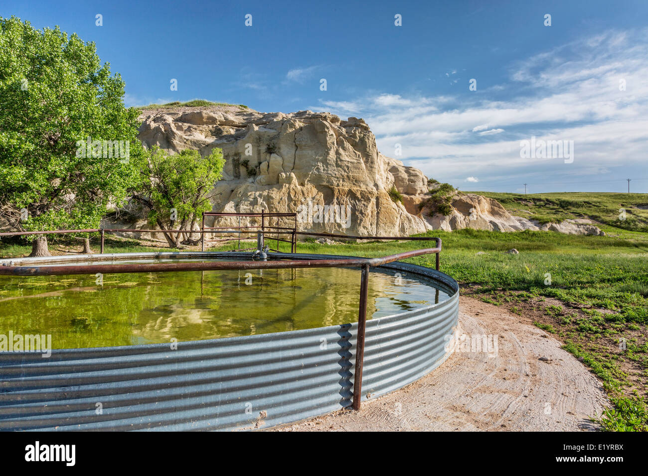 Bovini di serbatoio di acqua e roccia, Pawnee pascoli nel nord del Colorado Foto Stock