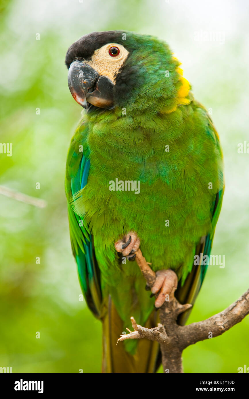 Golden-acciuffato Macaw o giallo-acciuffato Macaw ( Propyrrhura auricollis ou Primolius auricollis ) Foto Stock