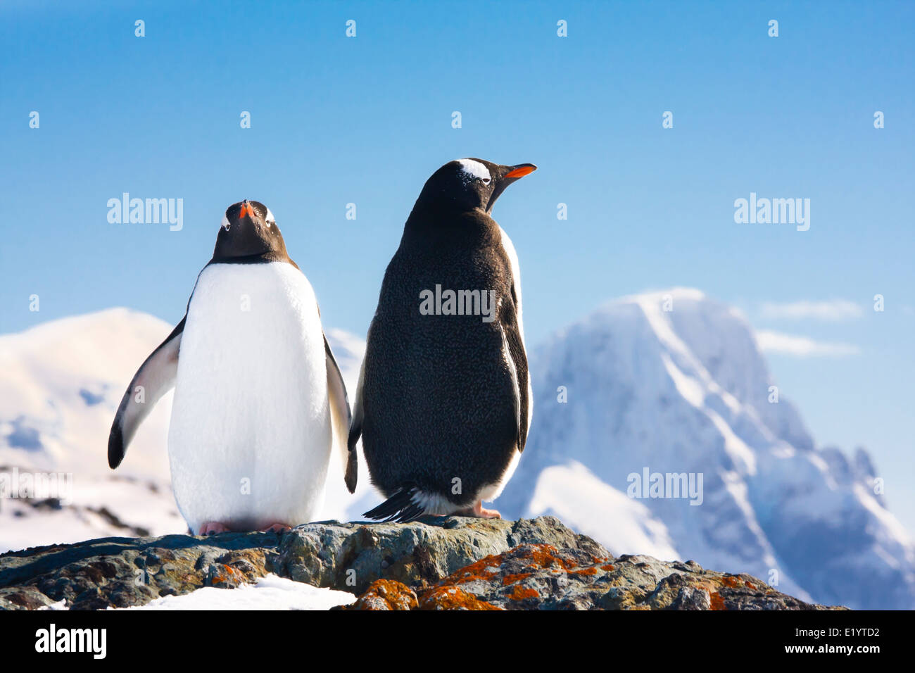 Due pinguini dreaming seduto su una roccia e montagne sullo sfondo Foto Stock