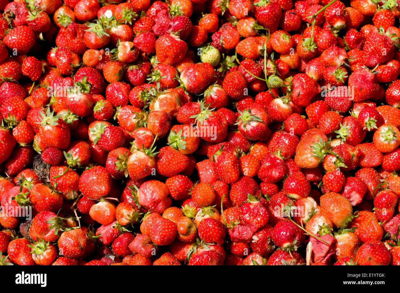 Grande Mucchio di fragole mature, Faversham Kent. Foto Stock