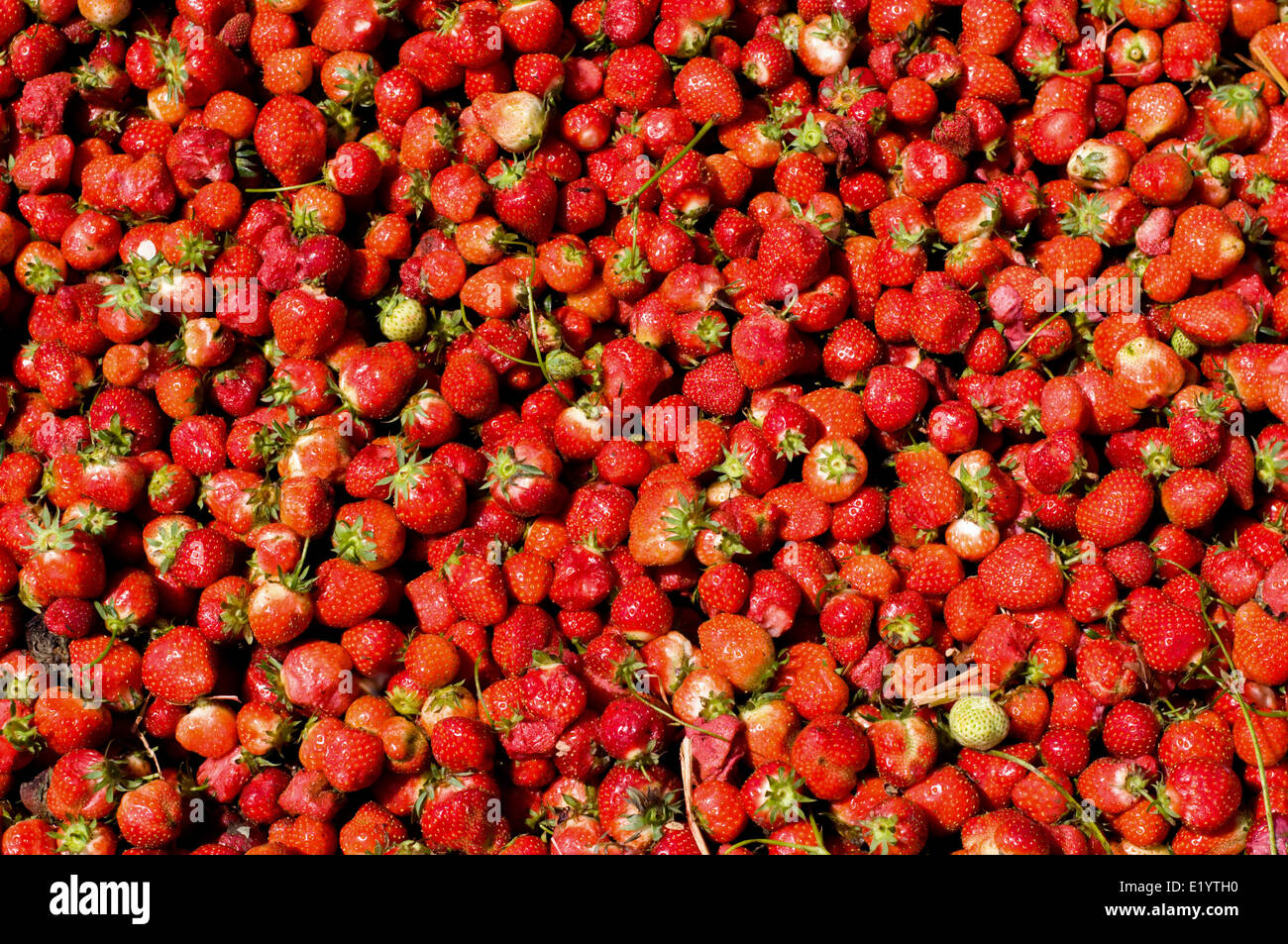 Grande Mucchio di fragole mature, Faversham Kent. Foto Stock