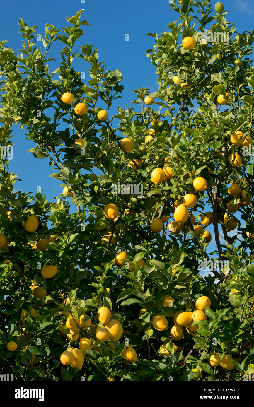 Il Portogallo, Algarve, un albero di limone in un frutteto Foto Stock