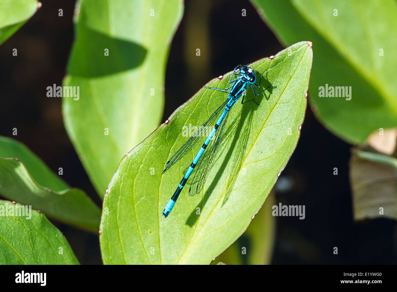 Damselfly blu su una foglia Foto Stock