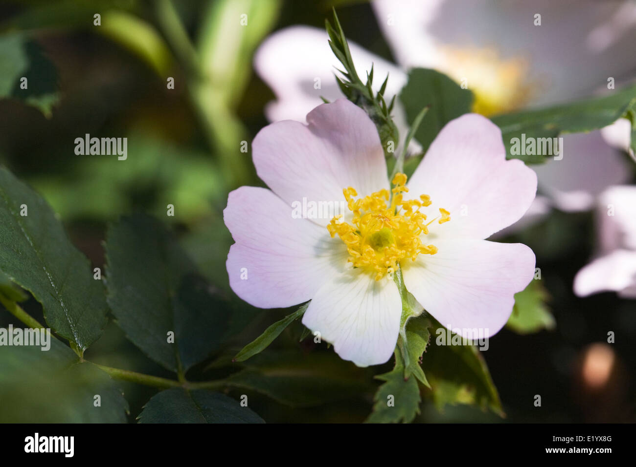 Rosa canina. La rosa canina in fiore. Foto Stock