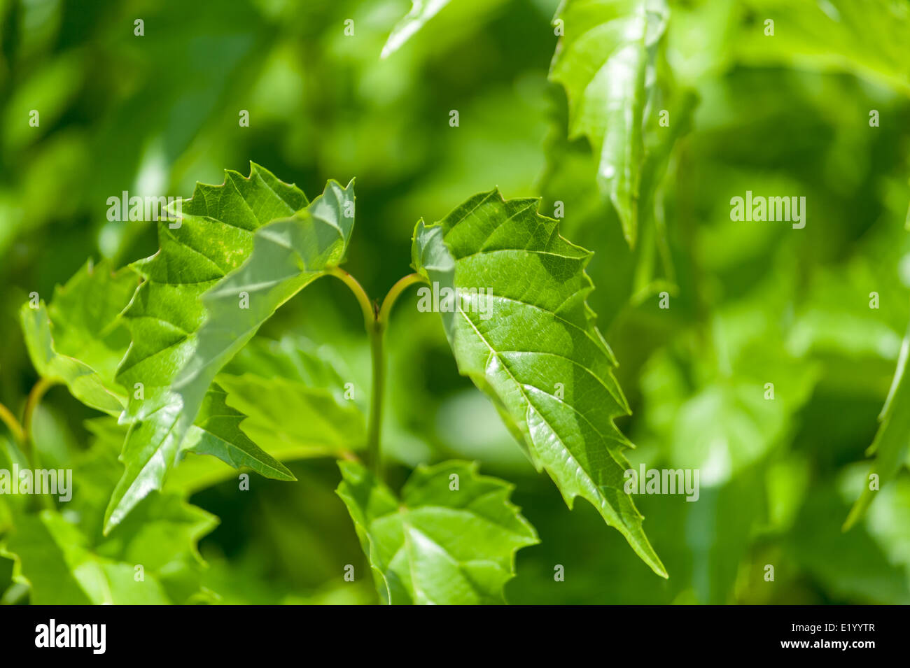 Due foglie verdi su sfondo verde di altre foglie Foto Stock