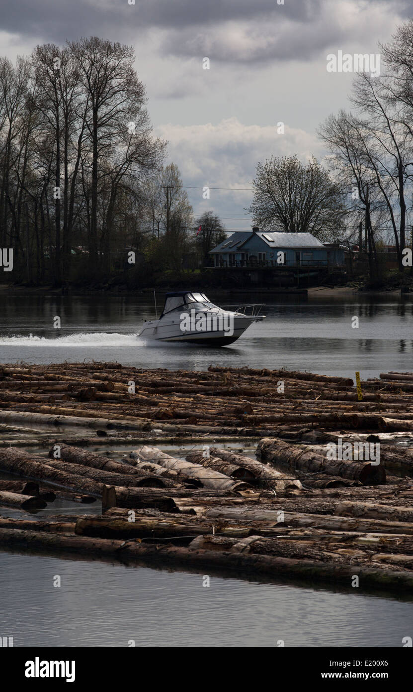 Un motoscafo viaggia lungo il fiume Fraser sul lato lontano di un log jam. Foto Stock