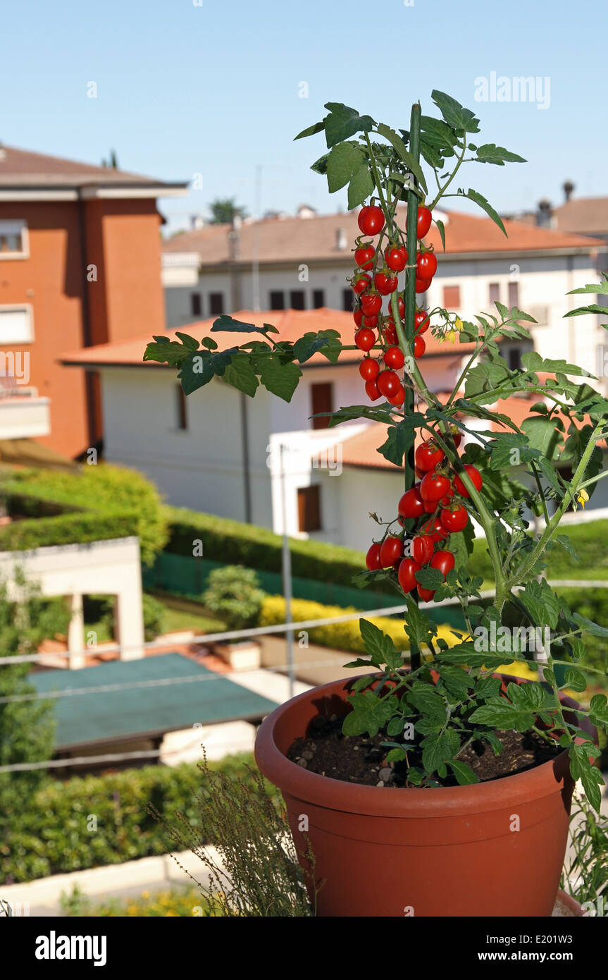 Vaso con pomodori rossi sulla terrazza dell'appartamento in città Foto Stock