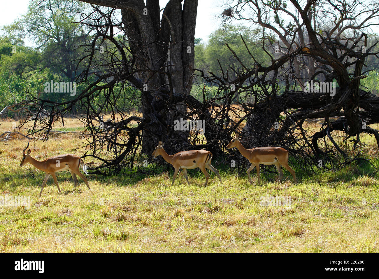 Piccolo allevamento di impala antilope, essi sono pianure gioco per i grandi predatori in Africa Foto Stock