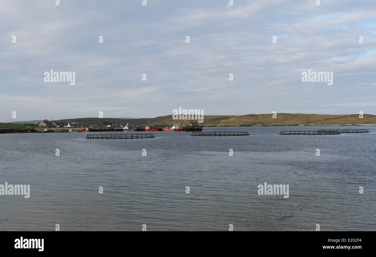 Aziende di allevamento ittico in suono uyea unst Shetland Scozia giugno 2014 Foto Stock