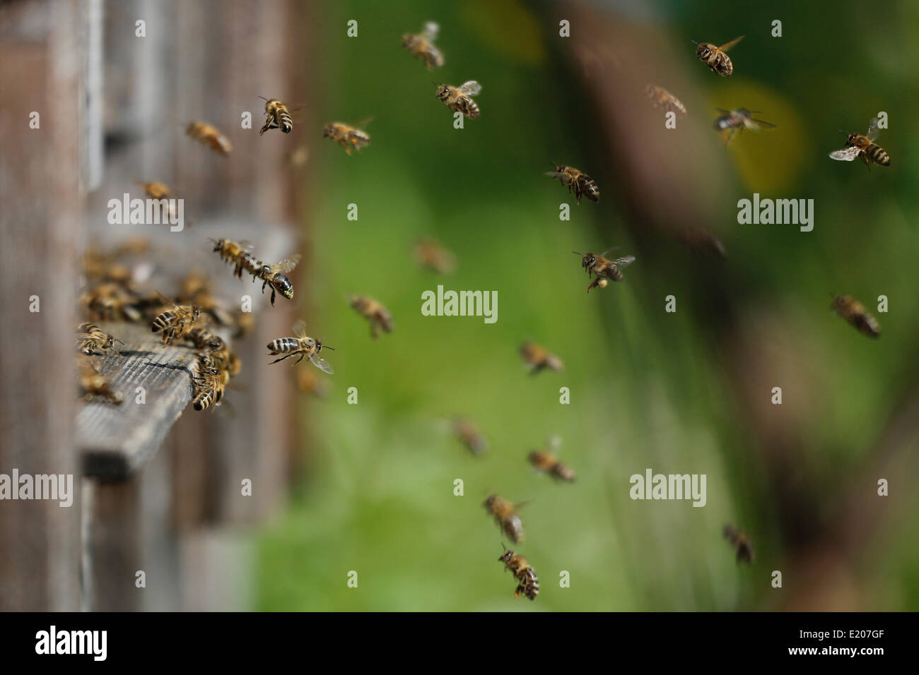 Il miele api (Apis mellifera), all'entrata dell'alveare, Baviera, Germania Foto Stock