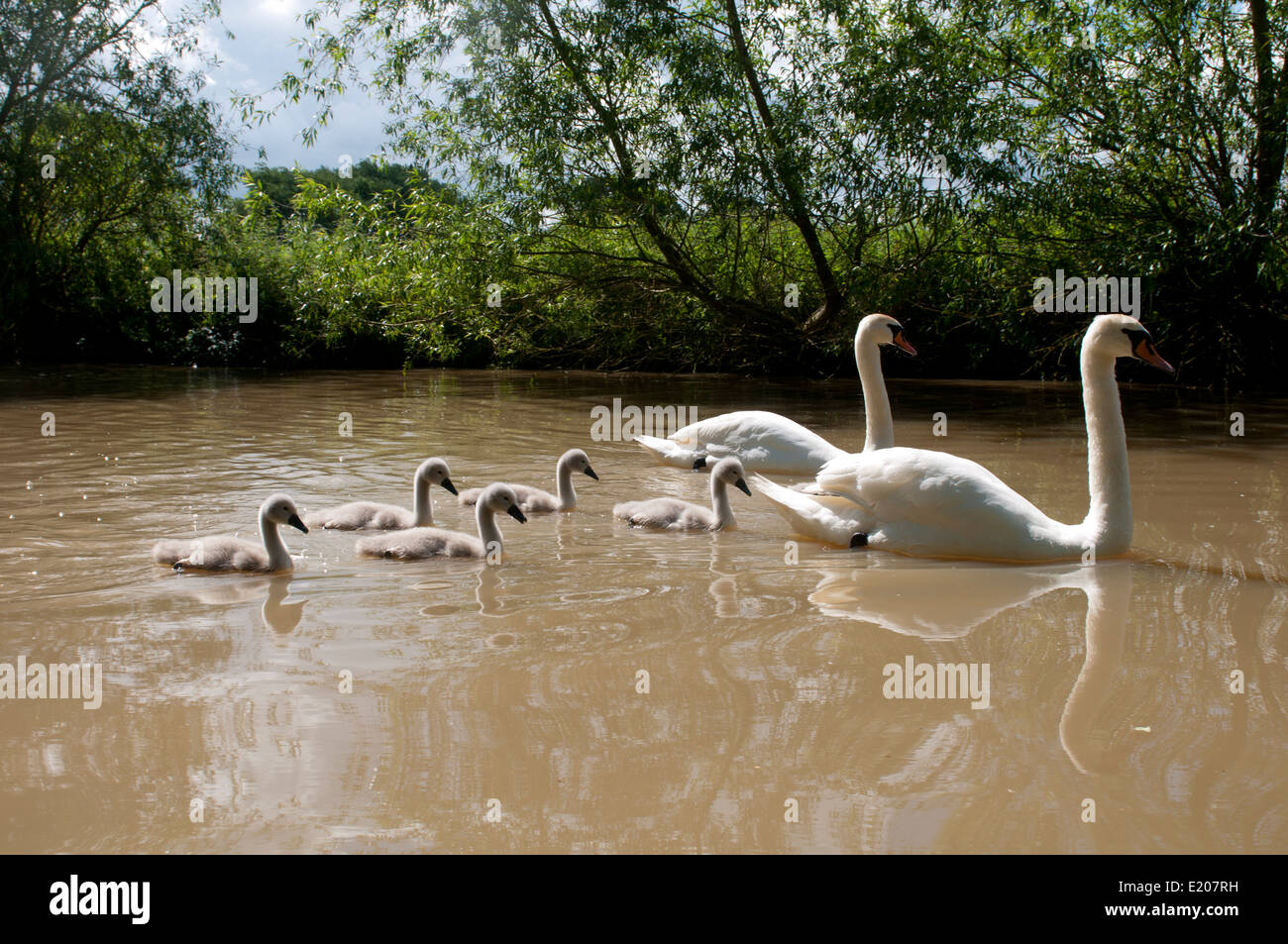 Cigni e cygnets, Oxford Canal, Oxfordshire, Regno Unito Foto Stock