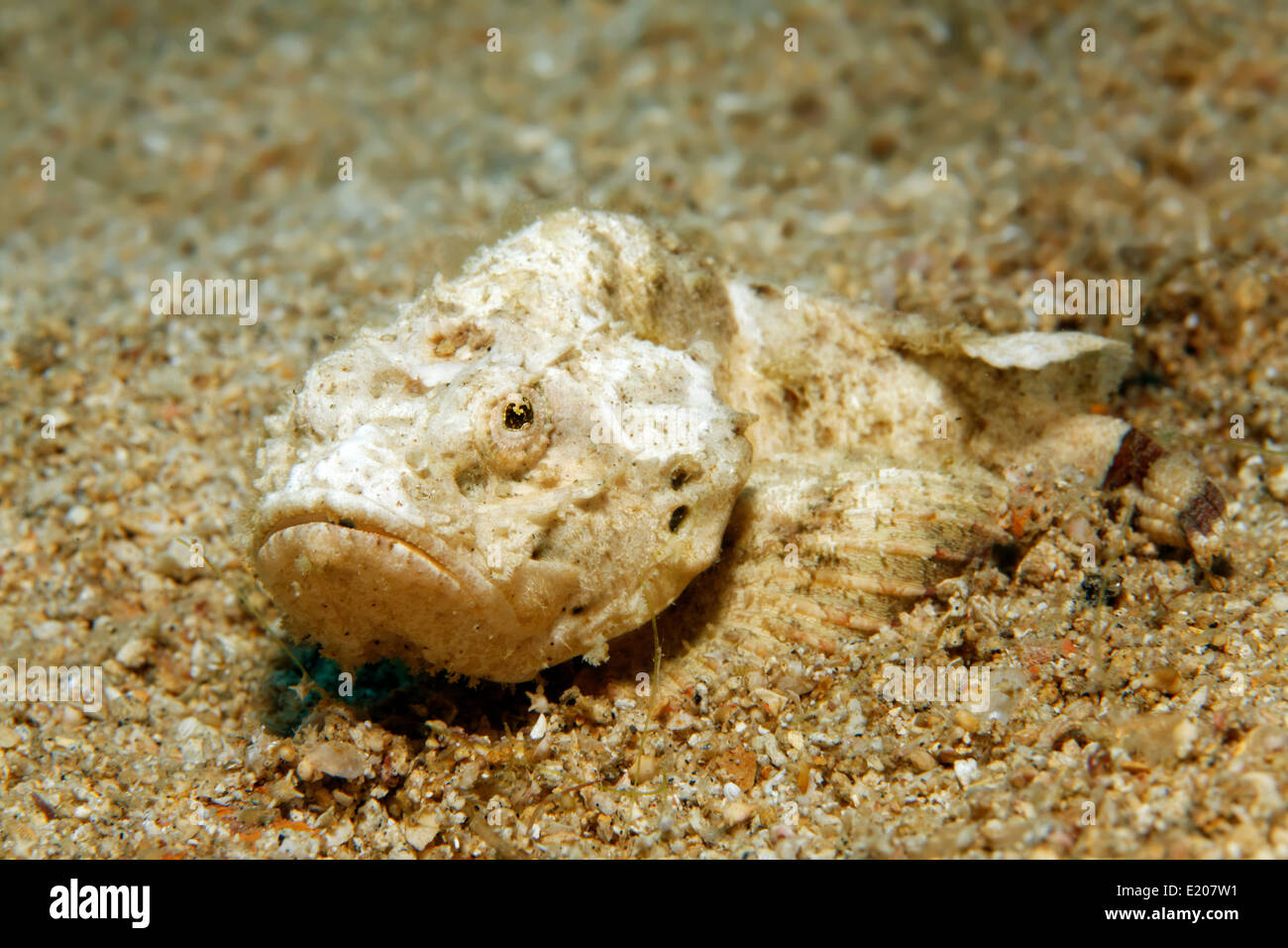 Diavolo Scorfani (Scorpaenopsis diabolus), di sabbia sul letto oceanico, Sabang Beach, Puerto Galera, Mindoro, Filippine Foto Stock