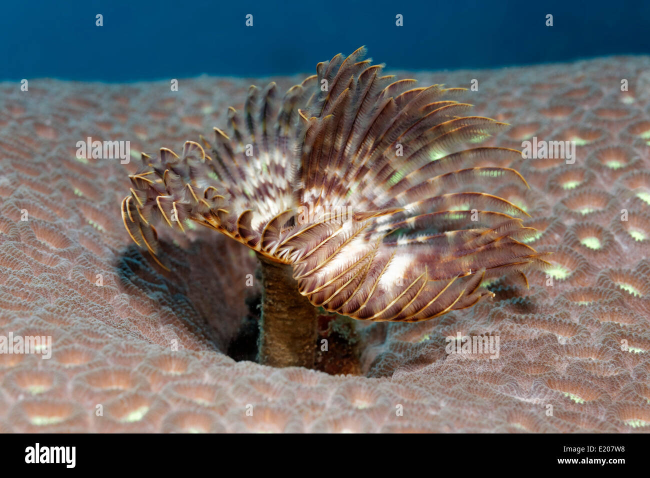 Feather Duster Worm (Sabellastarte sp.), su terreni sassosi corallo, Sabang Beach, Puerto Galera, Mindoro, Filippine Foto Stock