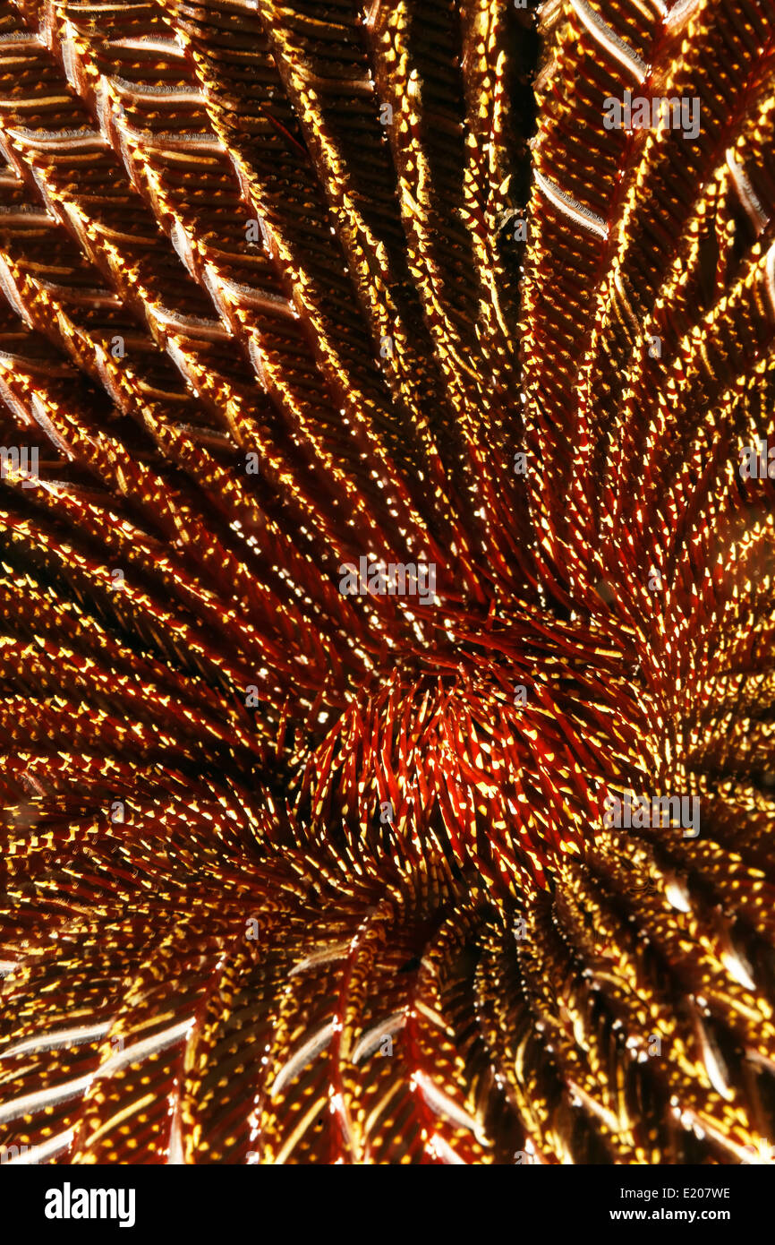 Il bianco e il rosso Feather Star (Amphimetra sp.), dettaglio Sabang Beach, Puerto Galera, Mindoro, Filippine Foto Stock