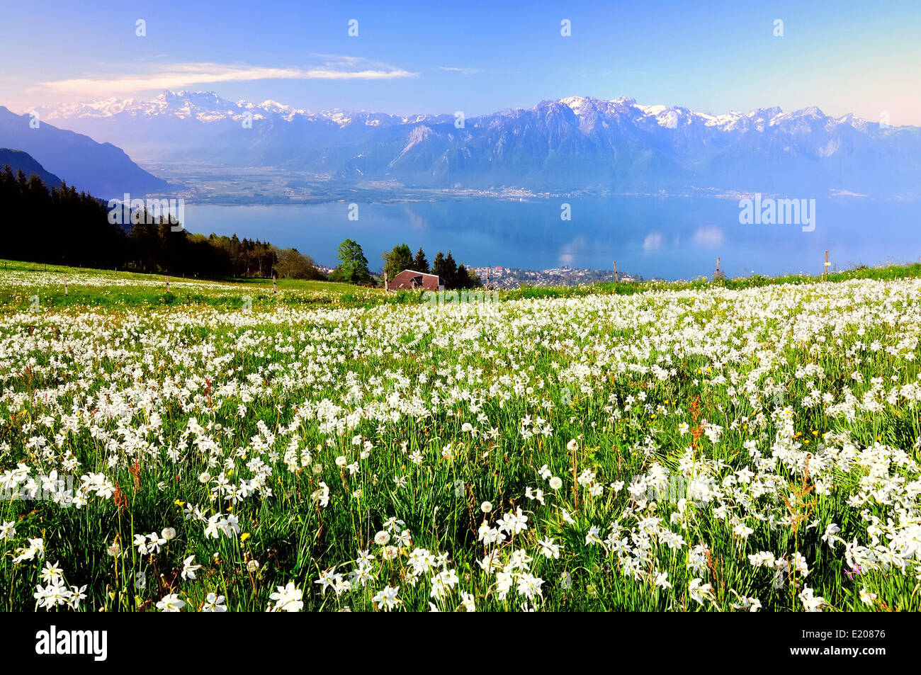 Prato con il daffodils bianco presso il Lago di Ginevra, Mt Dents du Midi sul retro, Montreux, Canton Vaud, Svizzera Foto Stock