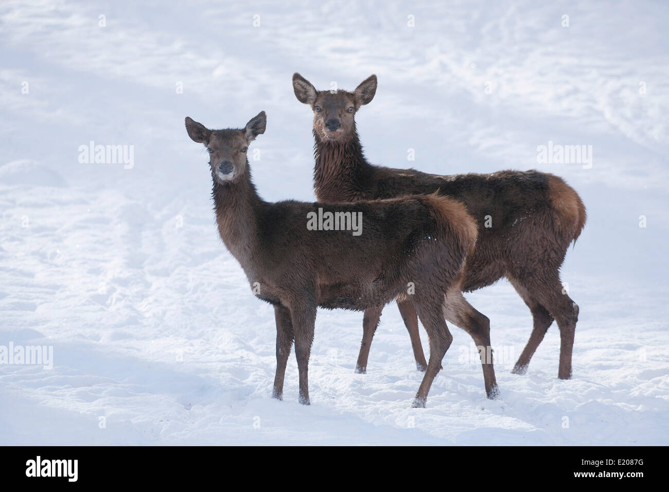 Il cervo (Cervus elaphus), cerve con un cappotto invernale in piedi nella neve, captive, Baviera, Germania Foto Stock