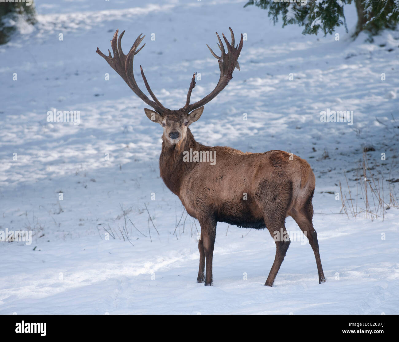 Il cervo (Cervus elaphus), feste di addio al celibato con un cappotto invernale in piedi nella neve, captive, Baviera, Germania Foto Stock