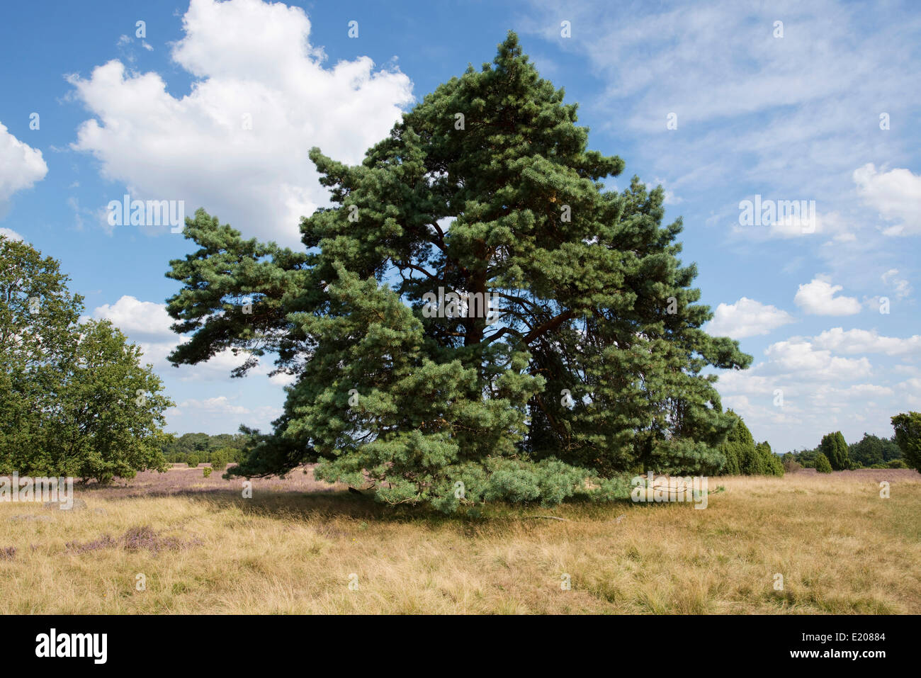 Di Pino silvestre (Pinus sylvestris), Lüneburg Heath Nature Park, Bassa Sassonia, Germania Foto Stock