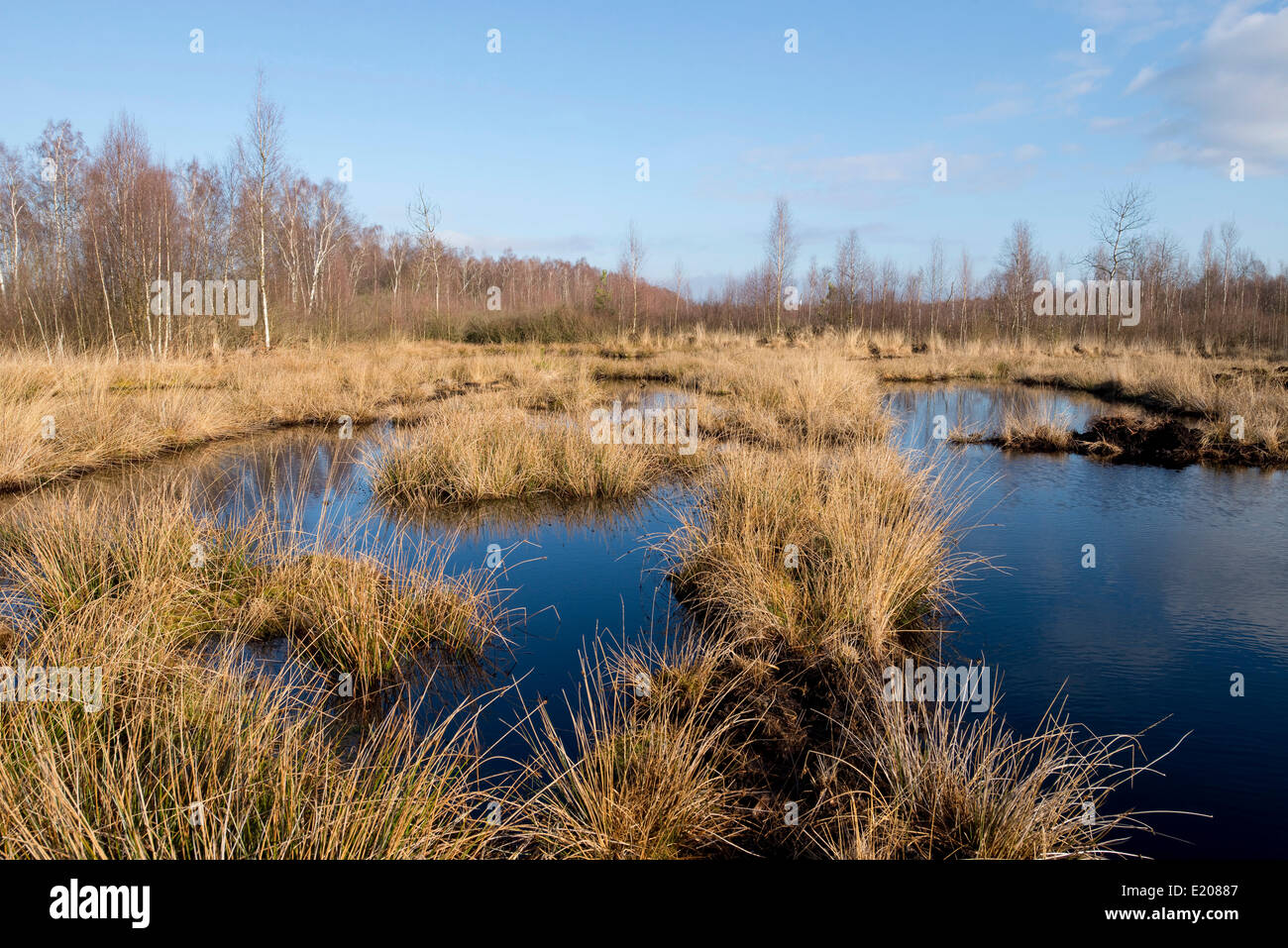 Rinaturato moor area dove la torba è stato tagliato, Großes Moor riserva naturale vicino a Gifhorn, Bassa Sassonia, Germania Foto Stock