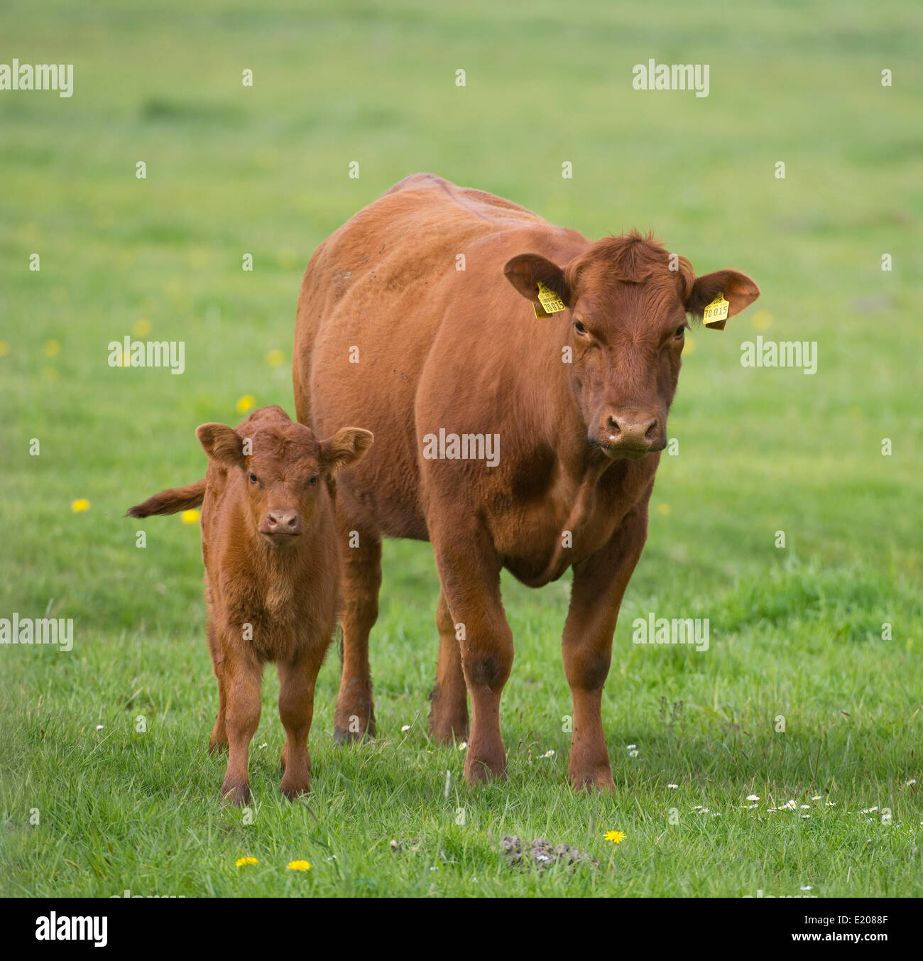 Gli animali domestici della specie bovina (Bos primigenius taurus), mucca e vitello in piedi su un pascolo, Bassa Sassonia, Germania Foto Stock