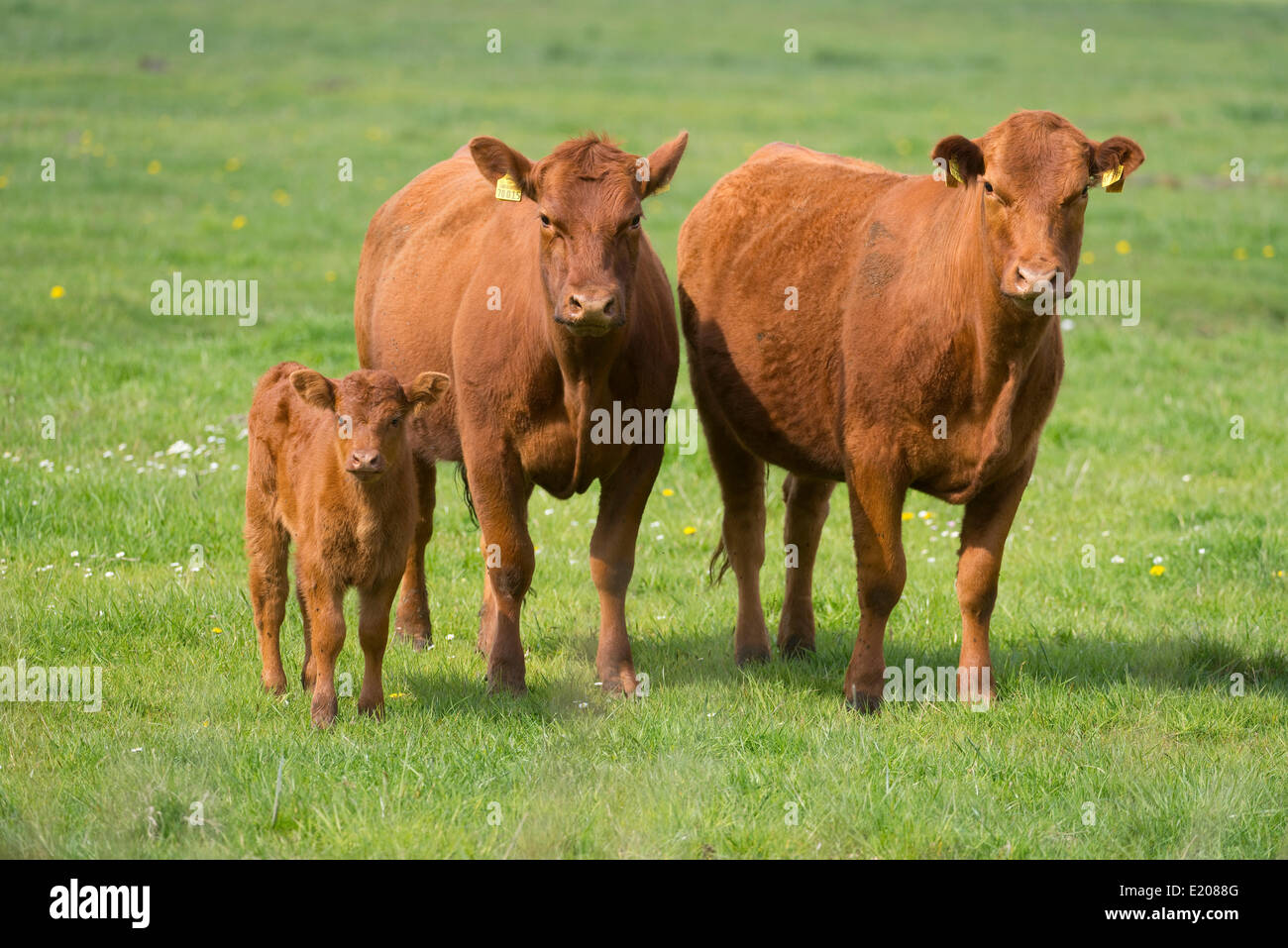 Gli animali domestici della specie bovina (Bos primigenius taurus) vacche con un vitello in piedi su un pascolo, Bassa Sassonia, Germania Foto Stock
