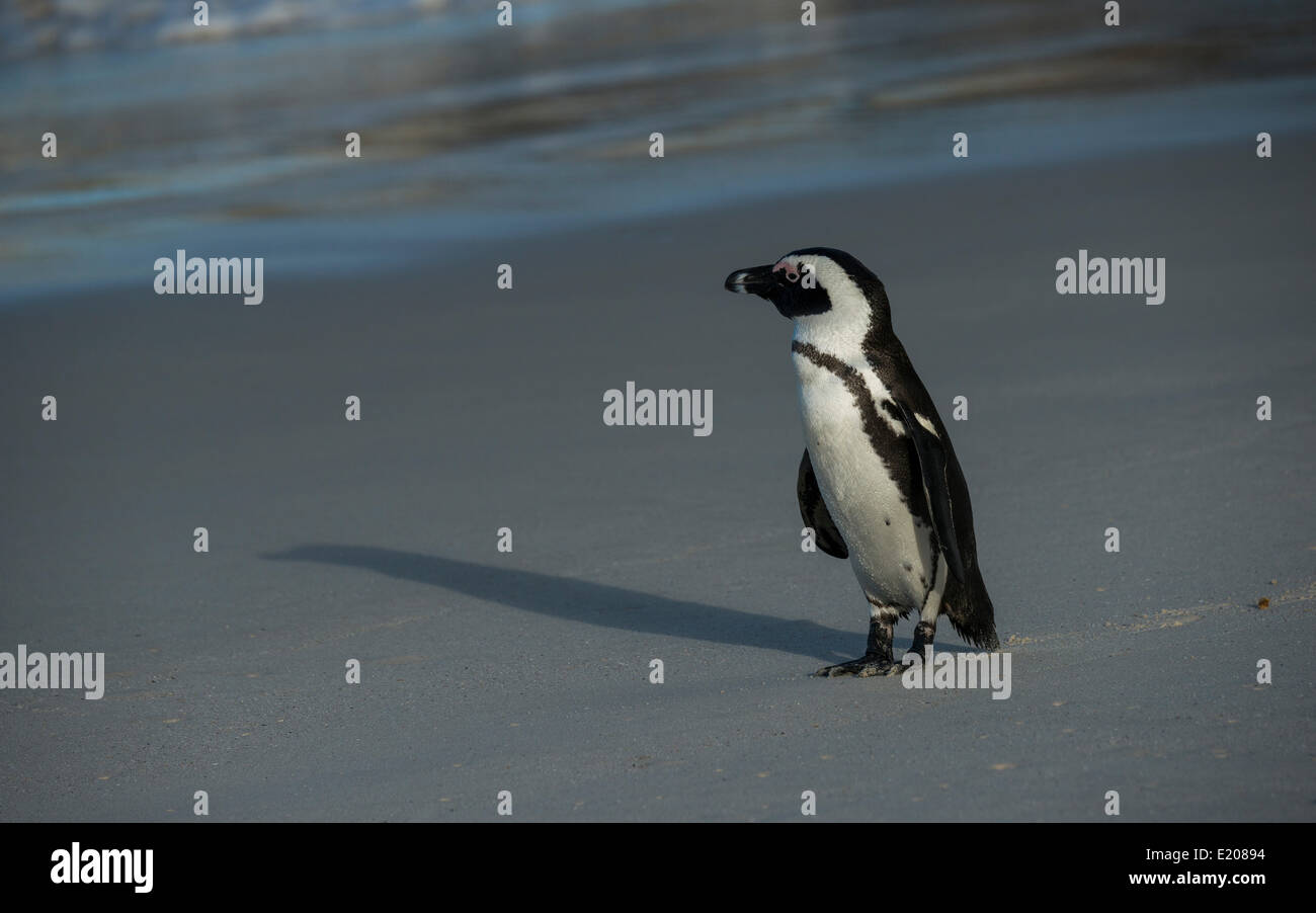 Jackass Penguin o africano Penguin (Spheniscus demersus) su una spiaggia Boulders Beach, Città di Simon, Western Cape, Sud Africa Foto Stock