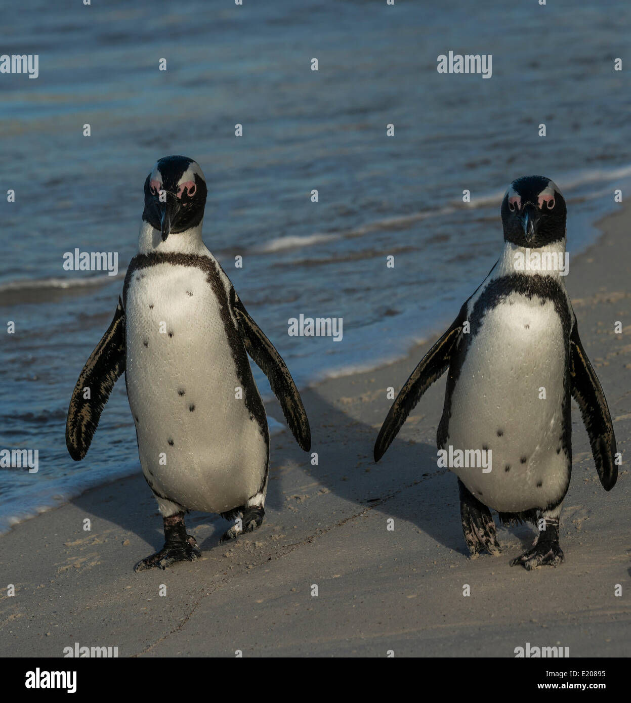I pinguini Jackass o i Penguins africani (Spheniscus demersus), coppia su di una Spiaggia Boulders Beach, Città di Simon, Western Cape Foto Stock