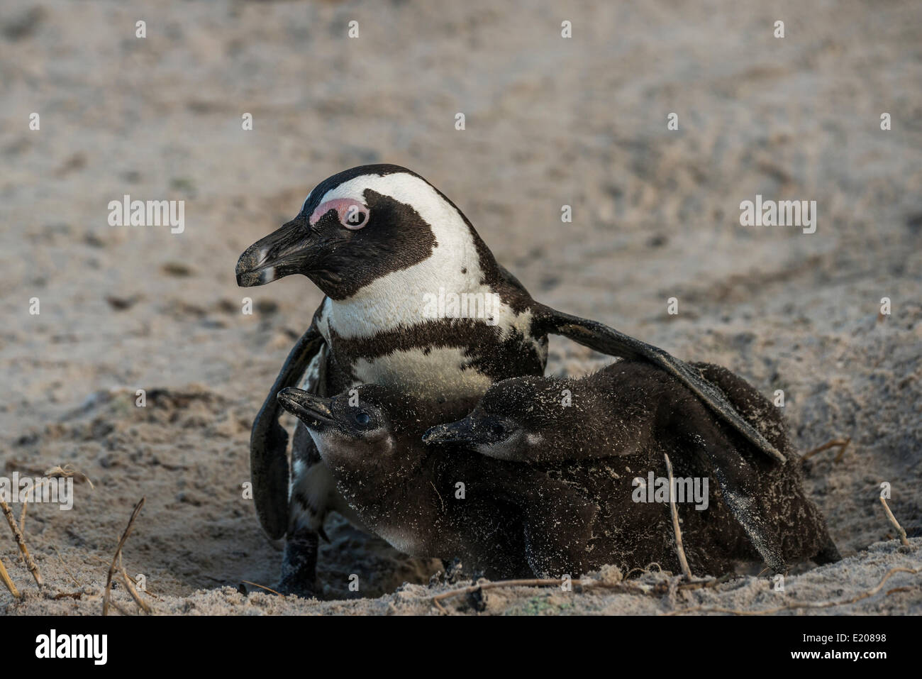 I pinguini Jackass o i Penguins africani (Spheniscus demersus), Adulto con pulcini, Boulders Beach, Città di Simon, Western Cape Foto Stock
