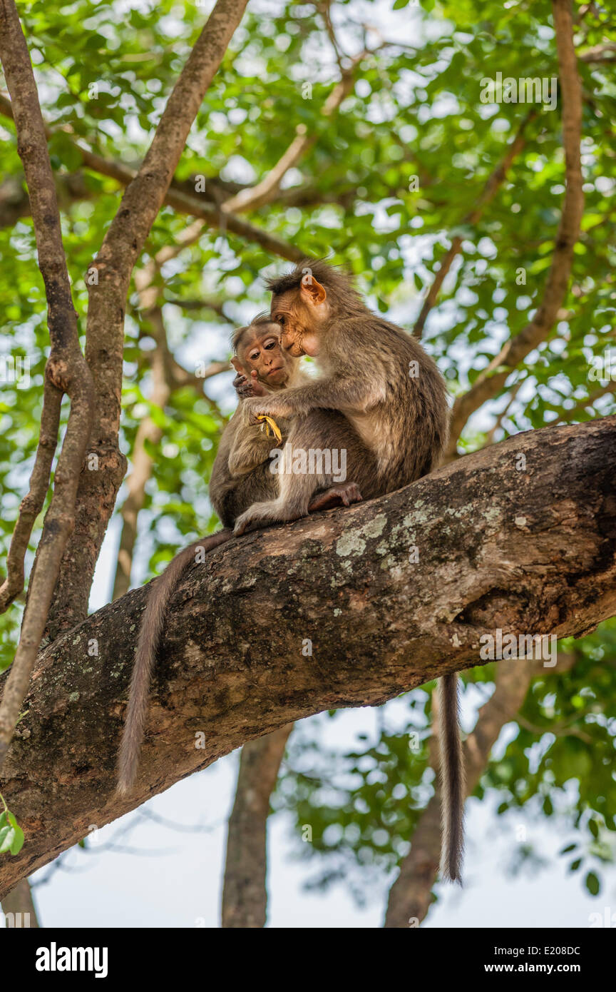 Due scimmie Rhesus (macaca mulatta), il novellame, Mudumalai Wildlife Sanctuary, Tamil Nadu, India Foto Stock