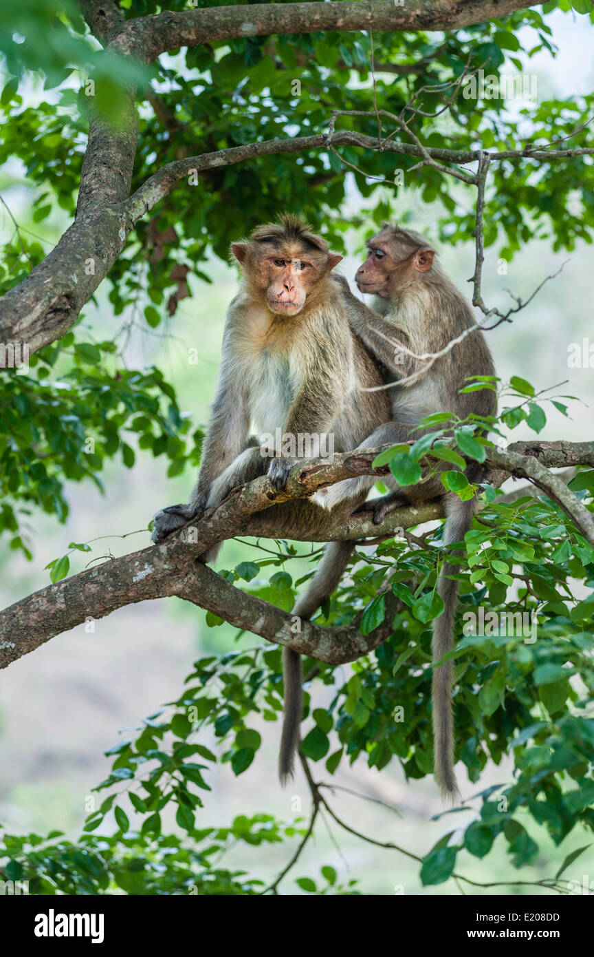 Scimmie Rhesus (macaca mulatta) toelettatura, Mudumalai Wildlife Sanctuary, Tamil Nadu, India Foto Stock