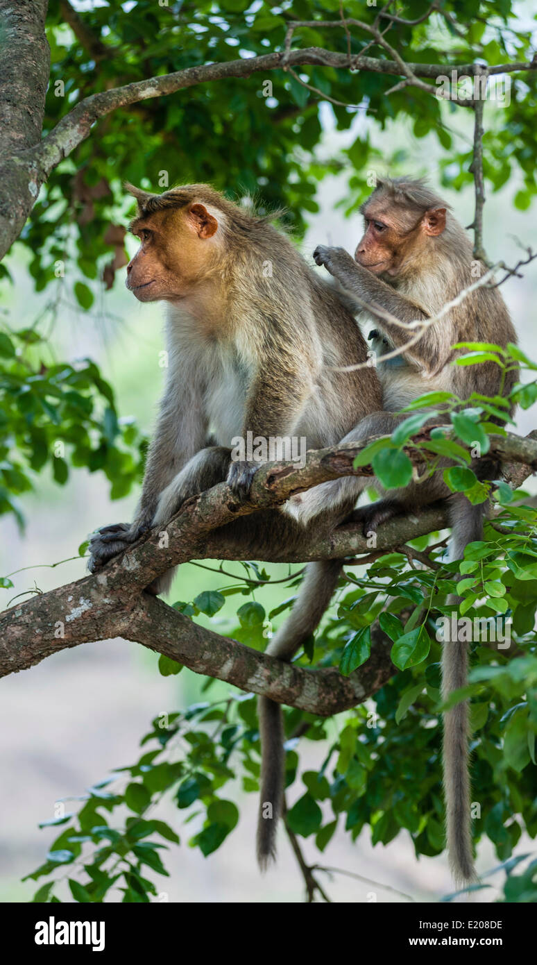 Scimmie Rhesus (macaca mulatta) toelettatura, Mudumalai Wildlife Sanctuary, Tamil Nadu, India Foto Stock