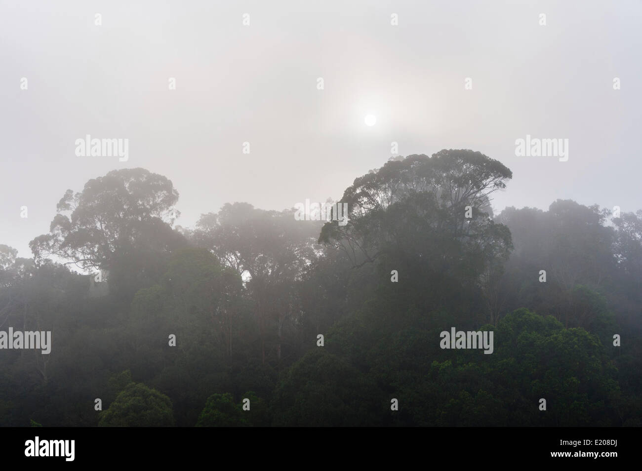 Jungle nella nebbia, sagome di alberi, diga del Periyar, Thekkadi, Tamil Nadu, India Foto Stock