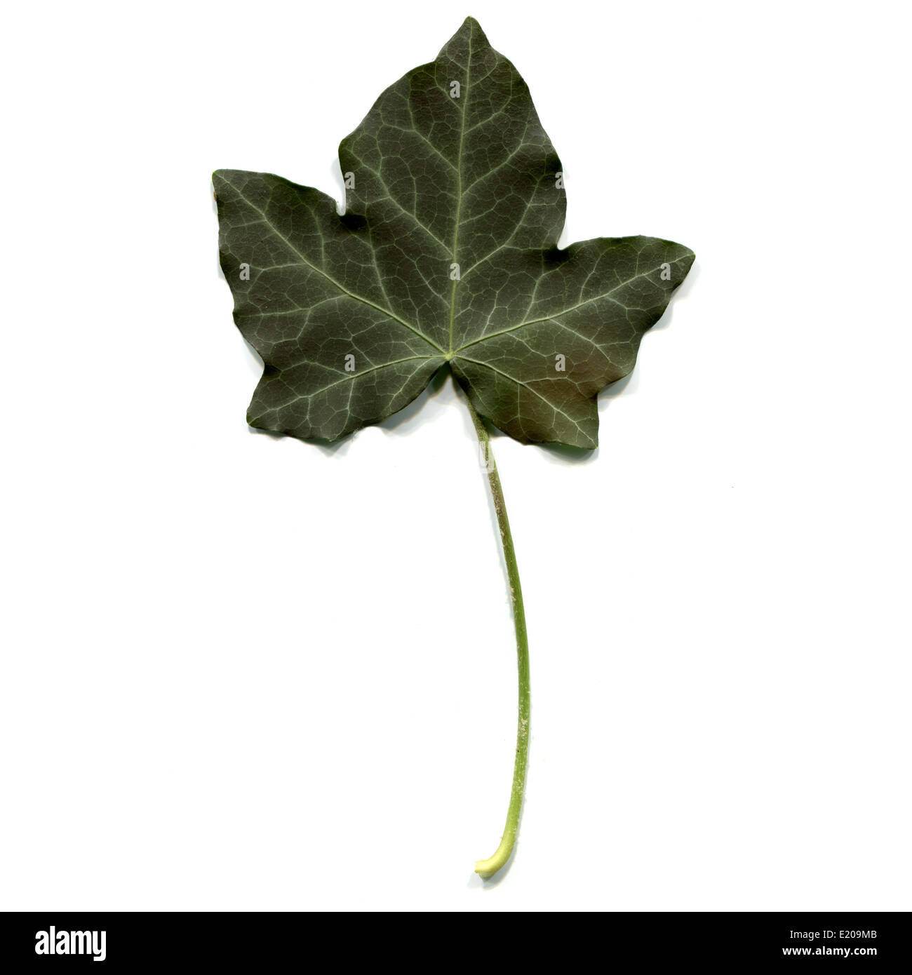 Foglia di edera Foto Stock