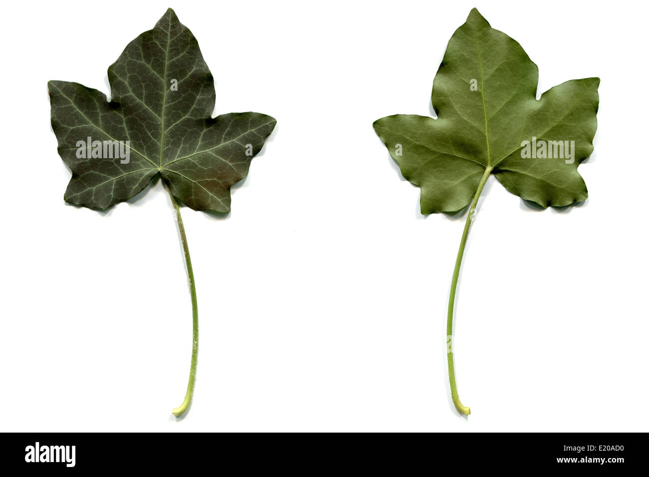 Foglia di edera Foto Stock