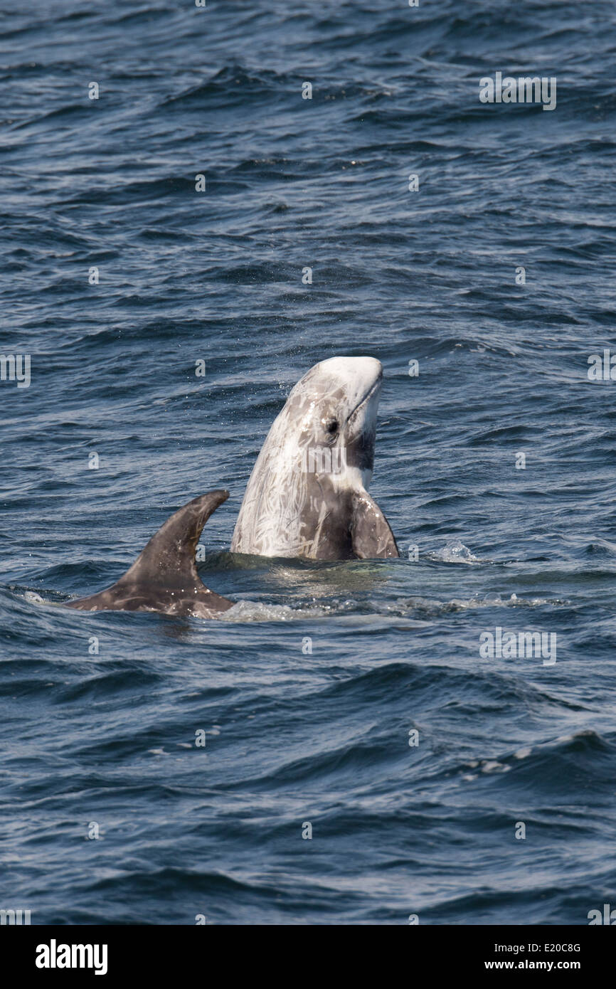 Risso (Dolphin Grampus griseus) spyhopping. Monterey, California, Oceano Pacifico. Foto Stock