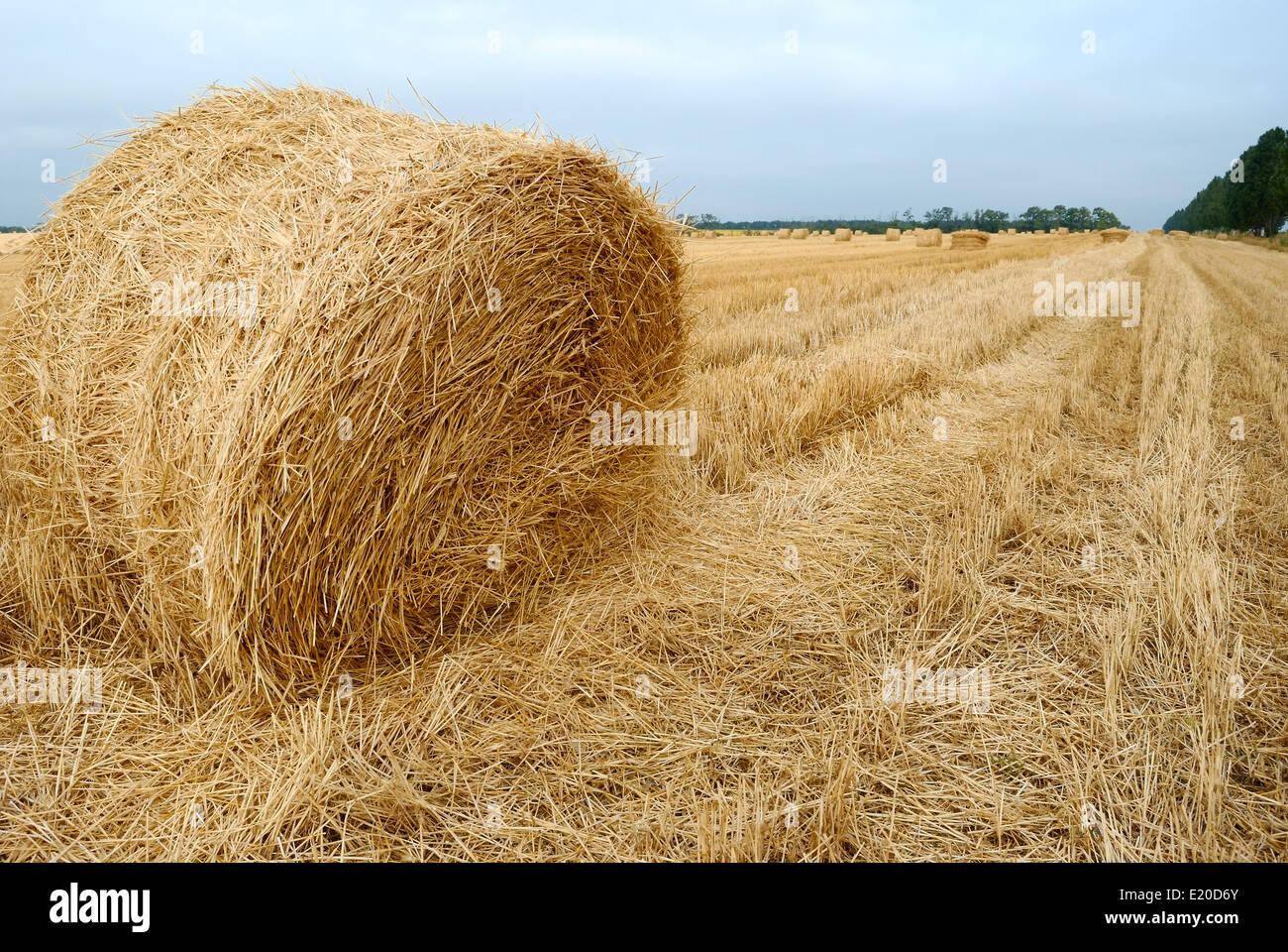 Campo dopo la mietitura dei raccolti. autunno Foto Stock