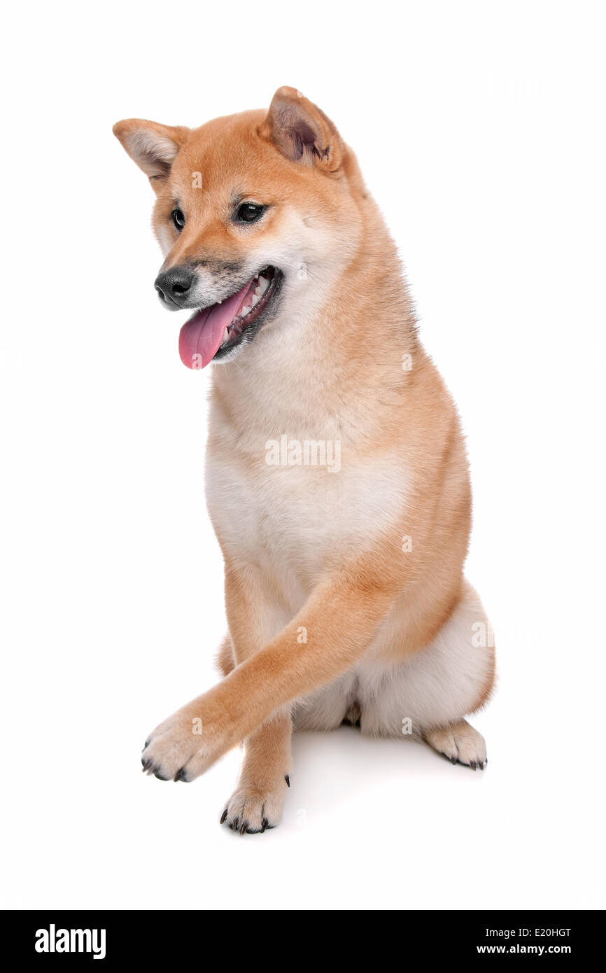 Shiba Inu cane davanti a uno sfondo bianco Foto Stock