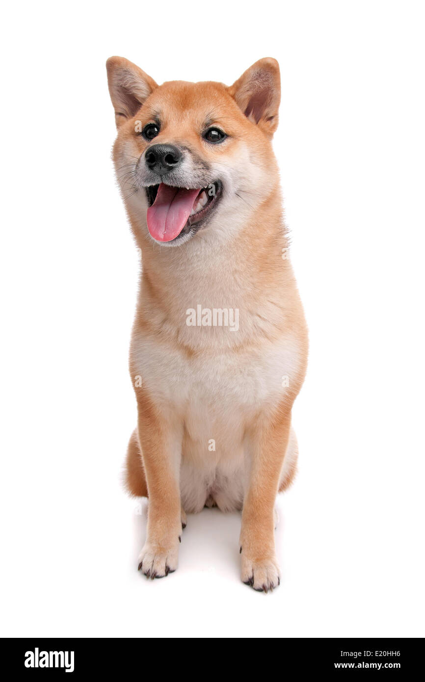 Shiba Inu cane davanti a uno sfondo bianco Foto Stock