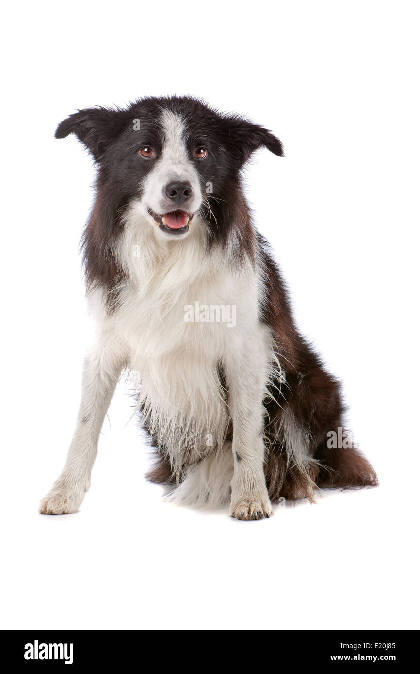 Border Collie sheepdog Foto Stock