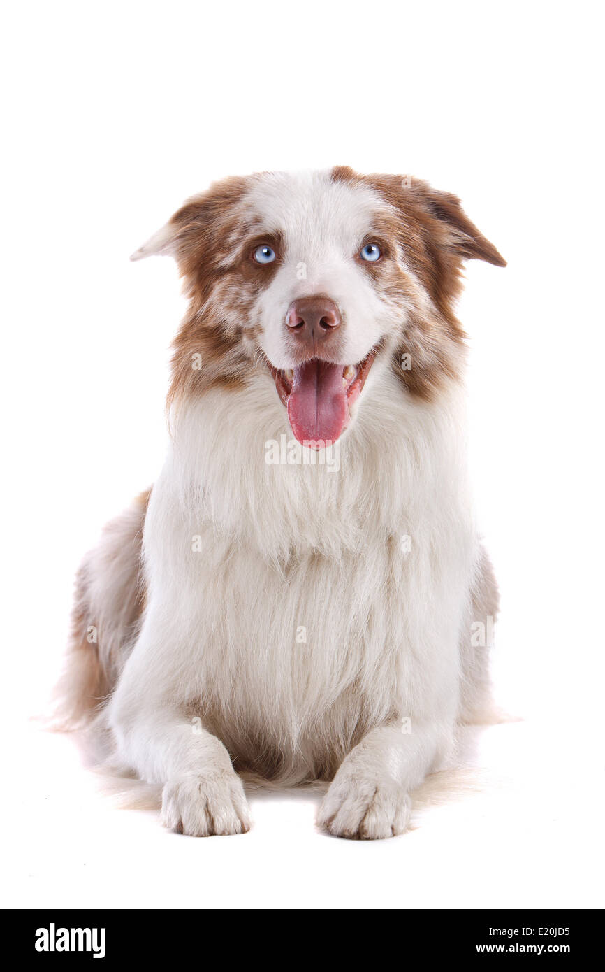 Border Collie sheepdog Foto Stock