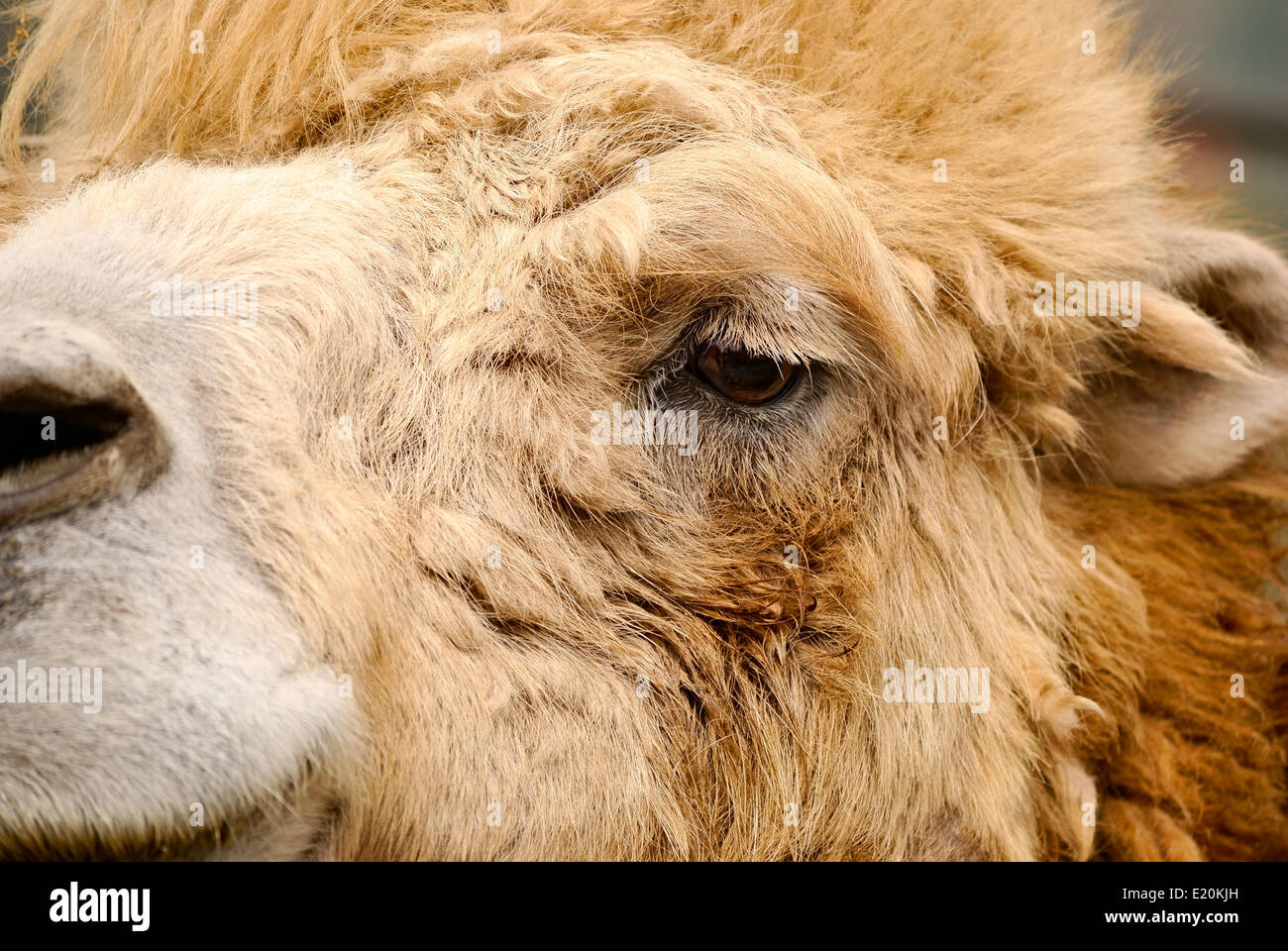 Ritratto di cammello animale. outdoor shot Foto Stock